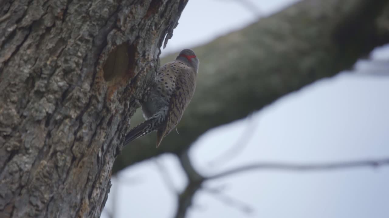 primer plano de un parpadeo del norte, especie de pájaro carpintero en el parque algonquin