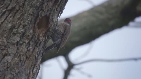 closeup shot of a northern flicker, woodpecker species of bird in algonquin park