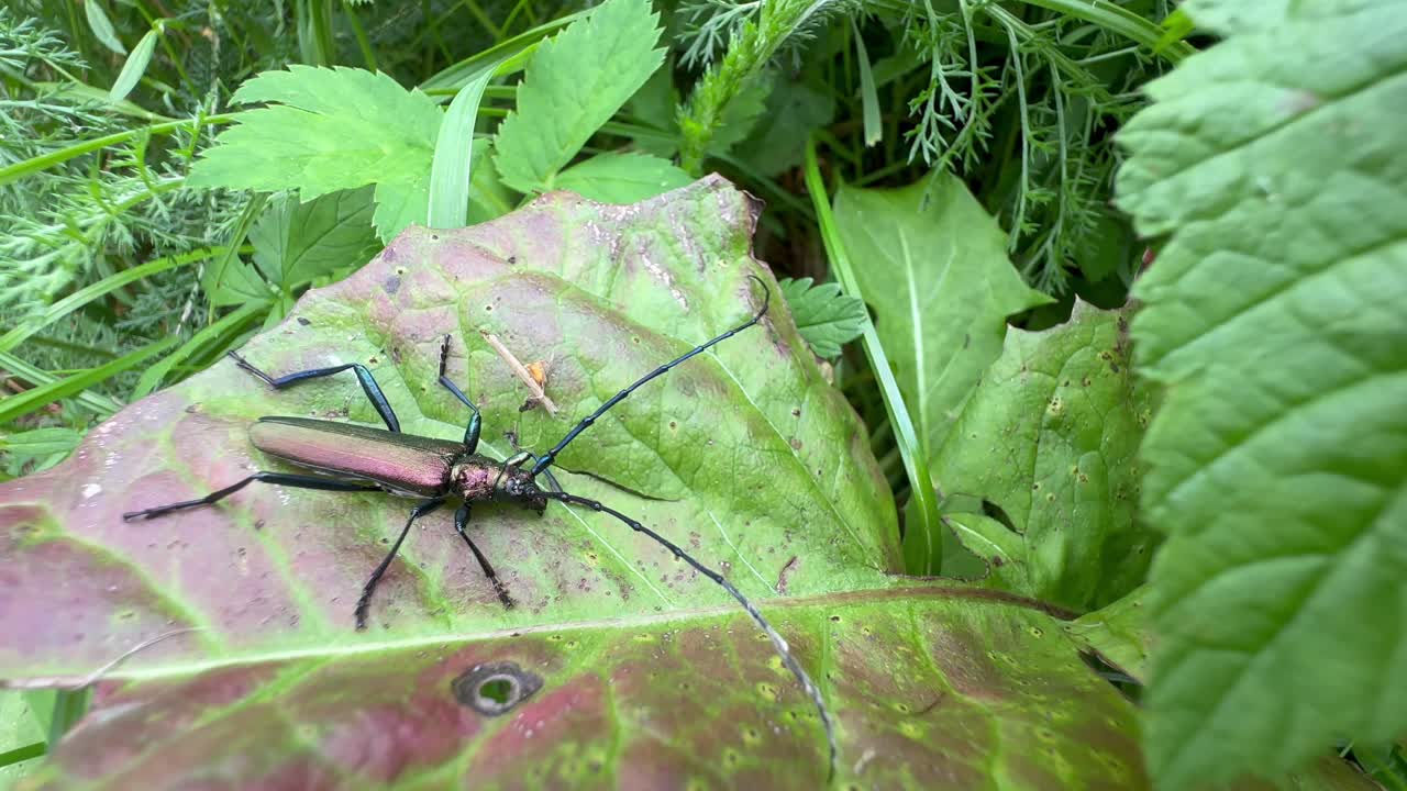 Musk beetle (Aromia moschata) on a dandelion leaf. Estonia