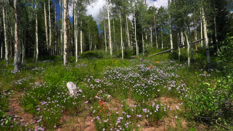 Cinematic-peaceful-breeze-colorful-Colorado-summer-purple-wildflower-Aspen-tree-forest-Kebler-Pass-Crested-Butte-Gunnison-stunning-Rocky-Mountains-landscape-valley-blue-sky-clouds-slow-motion-pan-left