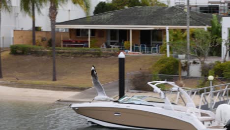 seagull flying past luxury houses by the water.