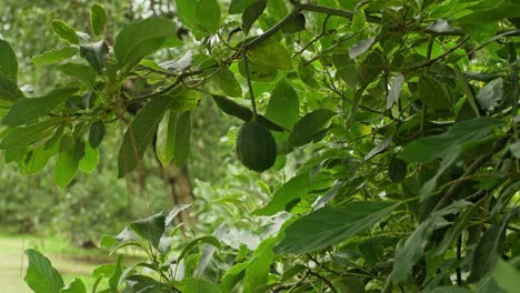 dolly de un solo aguacate en un árbol en tancitaro michoacan