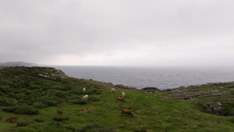 cows grazing on a coastal cliff