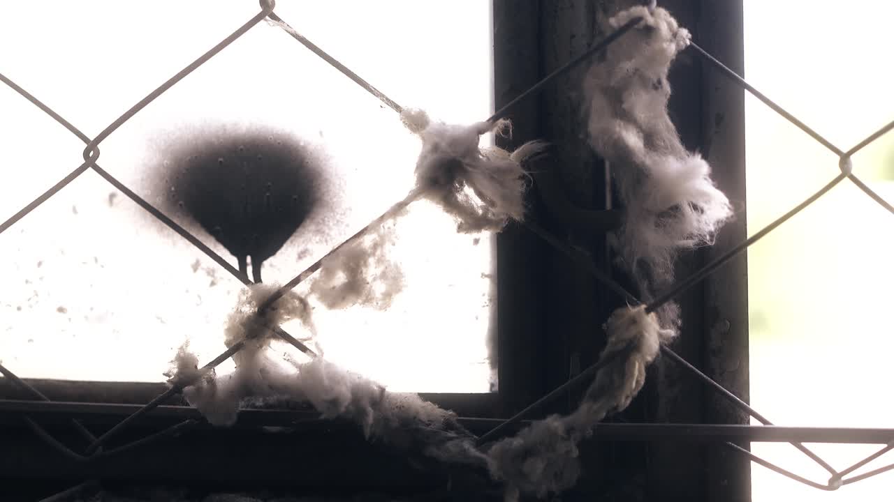 오래된 버려진 건물의 깨진 나무 창문에 면털이 붙어있는 메쉬 네팅