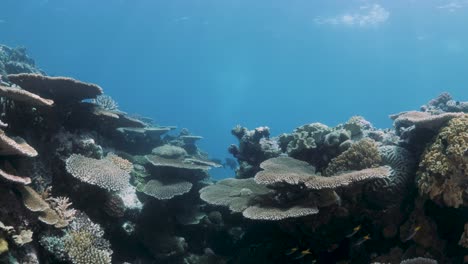 scuba divers underwater view of a coral reef ecosystem on a tropical island teeming with vibrant coral, diverse marine life