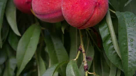 cluster of three peaches hanging in an orchard