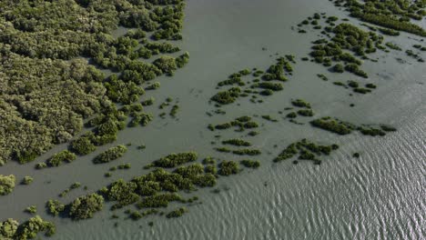 Hermoso-Dron-Aéreo-Cinemático-De-Arriba-Hacia-Abajo-De-Manglares-En-Brasil