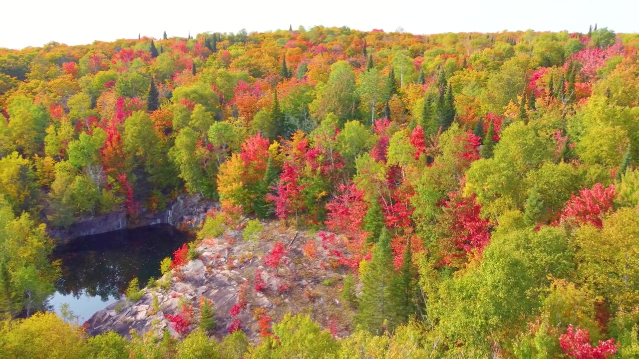 Kaunis ilmakuva metsästä vihreine ja punaisine puineen, Pohjois-Ontarion metsät Kanadassa.