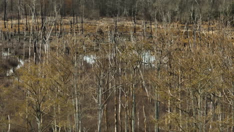 Autumn-trees-with-bare-branches-in-Point-Remove-Wildlife-Area,-Blackwell,-Arkansas