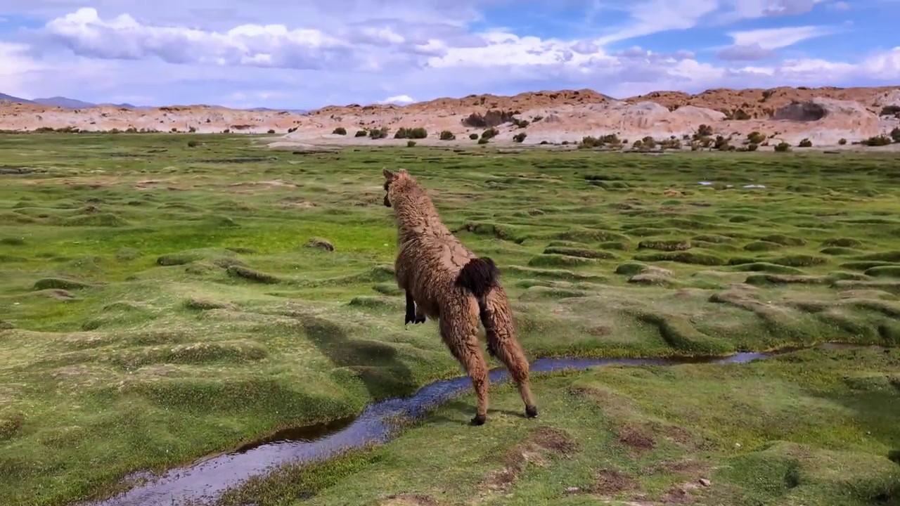 Lama che salta sopra un piccolo ruscello d'acqua dolce nelle lussureggianti e verdi alture andine della Bolivia. Scatto d'azione dinamico di un lama soffice che salta sull'acqua con effetto slow motion.