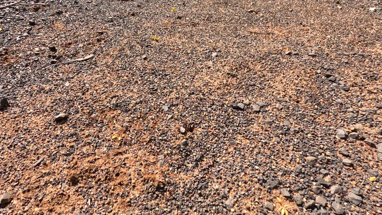 A group of ants moves across rocky, sunlit Australian ground, gathering around and consuming an olive. Static camera, natural daylight, close-up perspective