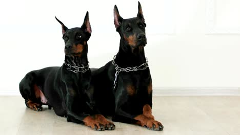 doberman pinschers lying together on white wooden floor waiting for commands, yawning dog model