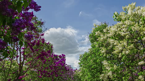 colorful purple and white flowers in small trees moving