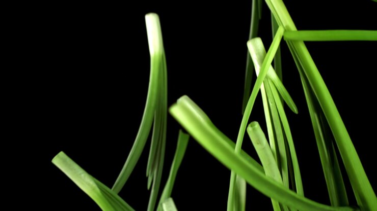 Erba cipollina fresca e verde che ruota su sfondo nero