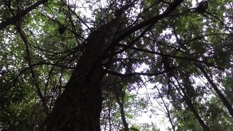 a-dry-tree-with-a-spinning-shot