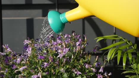 watering flowers in a garden