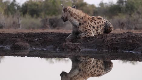 a watchful spotted hyena drinking at a waterhole in mashatu game reserve, botswana