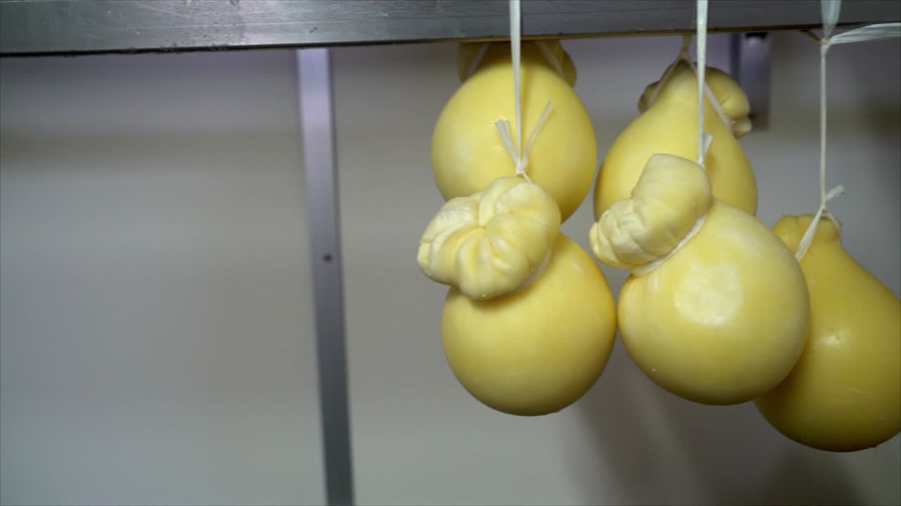 Tracking shot of fresh caciotta cheese hanging