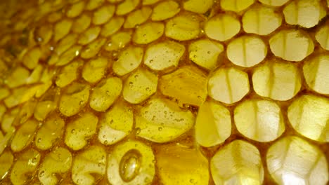 primer plano de un panal de miel