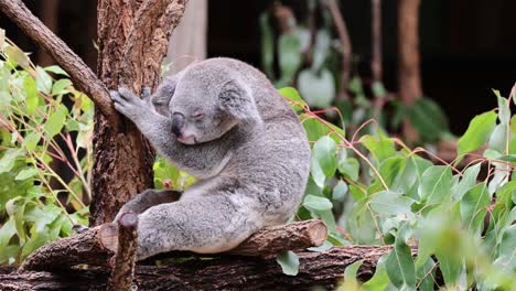 koala interacts with tree in natural habitat