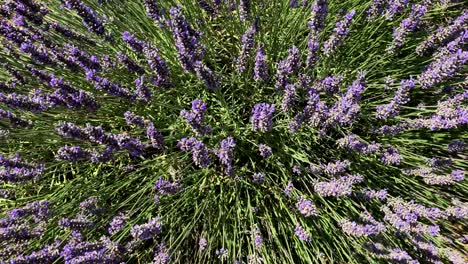 lavender flowers