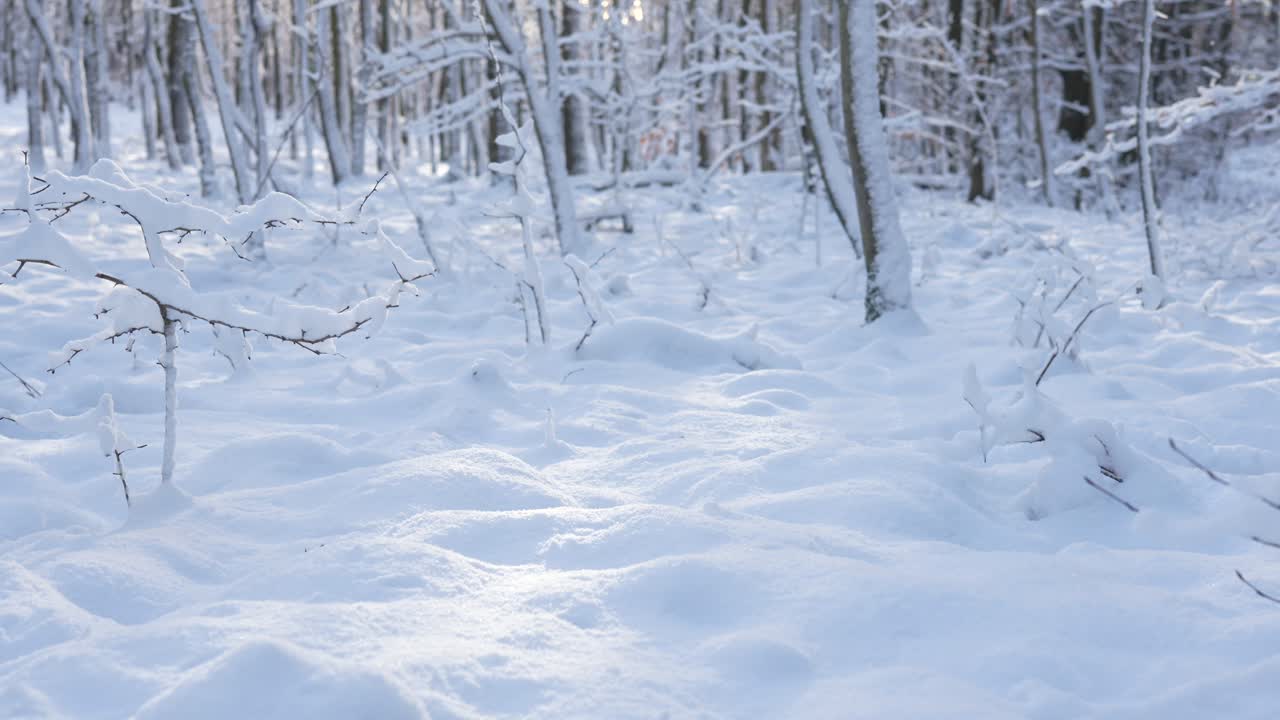 Fresh snow in sunlit forest. Peaceful nature scene in wintery conditions