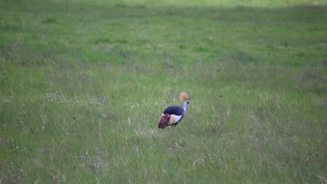 Grau-Gekrönter-Kranichvogel,-Der-Durch-Grünes-Gras-Geht,-Ngorongoro-krater,-Tansania