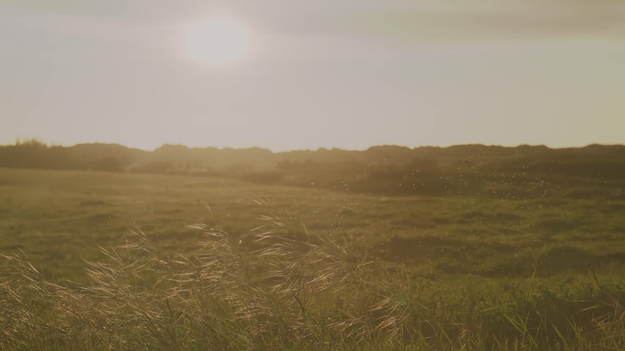 puesta de sol sobre un campo tranquilo de hierba con una brisa suave y luz cálida
