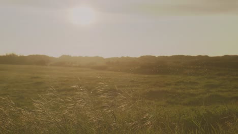 sunset over a peaceful grassy field with a soft breeze and warm light