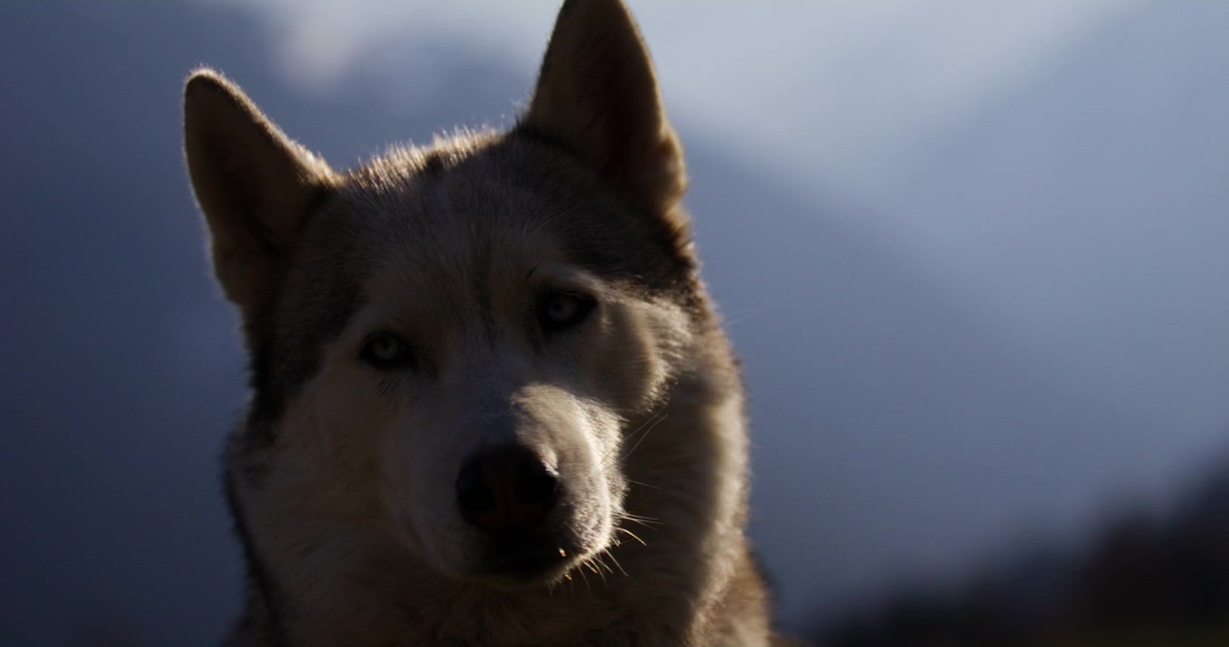 Verbier, İsviçre yakınlarındaki güneşli bir alp çayırında dinlenen bir husky'nin portresi, arka planda İsviçre Alpleri hafifçe bulanıklaşmış.