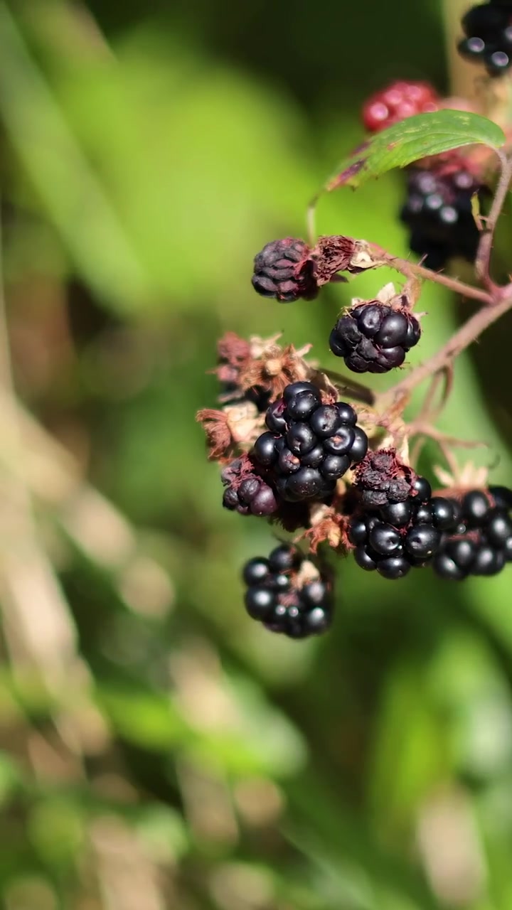 Moras maduras en un día soleado