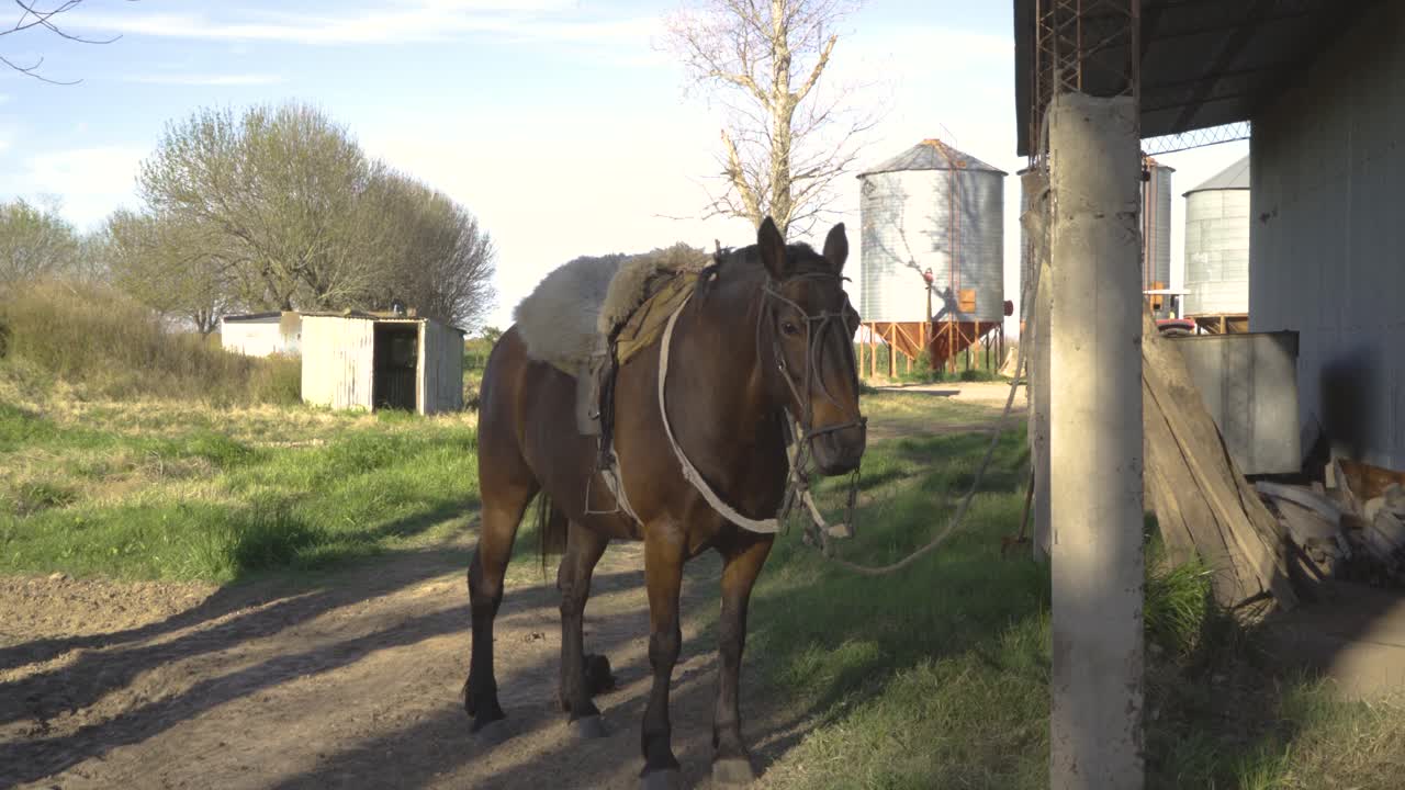 на седле коричневая лошадь, стоящая в сельской местности, в упряжке, сельскохозяйственные сооружения на заднем плане, в дневное время