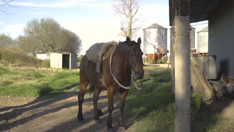 saddled brown horse standing in rural setting, harness on, farm structures in background, daytime