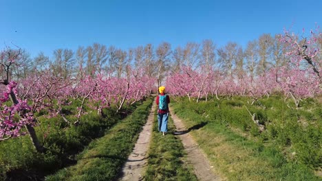 a super beautiful model woman with red jacket green backpack yellow beanie is walking in a peach garden organic fruit orchard in spring season full blossom trees blooming pink flower wild grass land