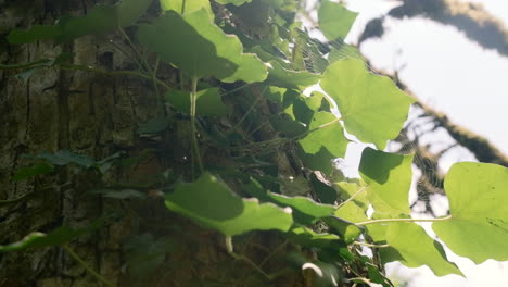 ivy-covered tree trunk in sunlight