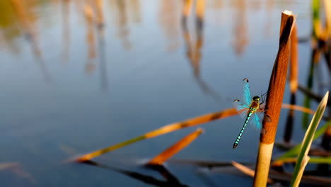 blue dragonfly perched on a reed by the water