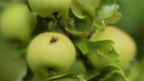 Variedad-De-Manzana-Granny-Smith-En-El-Huerto,-Lista-Para-Ser-Cosechada-Sobre-Un-Fondo-Borroso