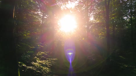 Enchanted-forest-with-sun-beams-through-trees,-drone-backwards