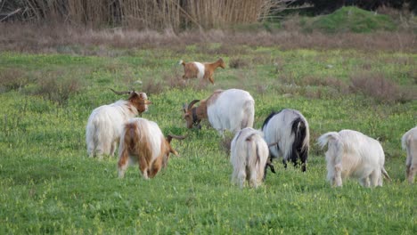 slow motion shot of grazing herd of horned goats on green pasture in sardinia, italy