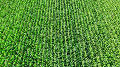 drone flies over green agriculture corn field