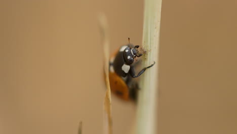 ladybird or ladybug head macro eating grass stem