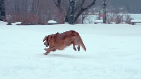 golden retriever chases a snowball in a winter park