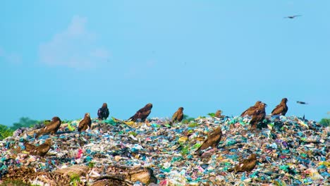 Milano-Negro-Bandada-De-Pájaros-Cazando-A-Través-De-Residuos-De-Vertederos-De-Basura