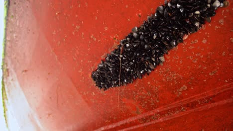 Zinc-anode-on-ships-hull-completely-covered-in-mussels---Closeup-of-anode-with-mussels-while-ship-is-inside-drydock---Dirt-and-mussels-affecting-speed-and-energy-consumption-of-ship