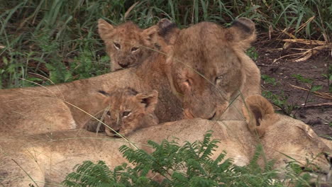 leonas acicalándose e interactuando con sus cachorros en el desierto de áfrica