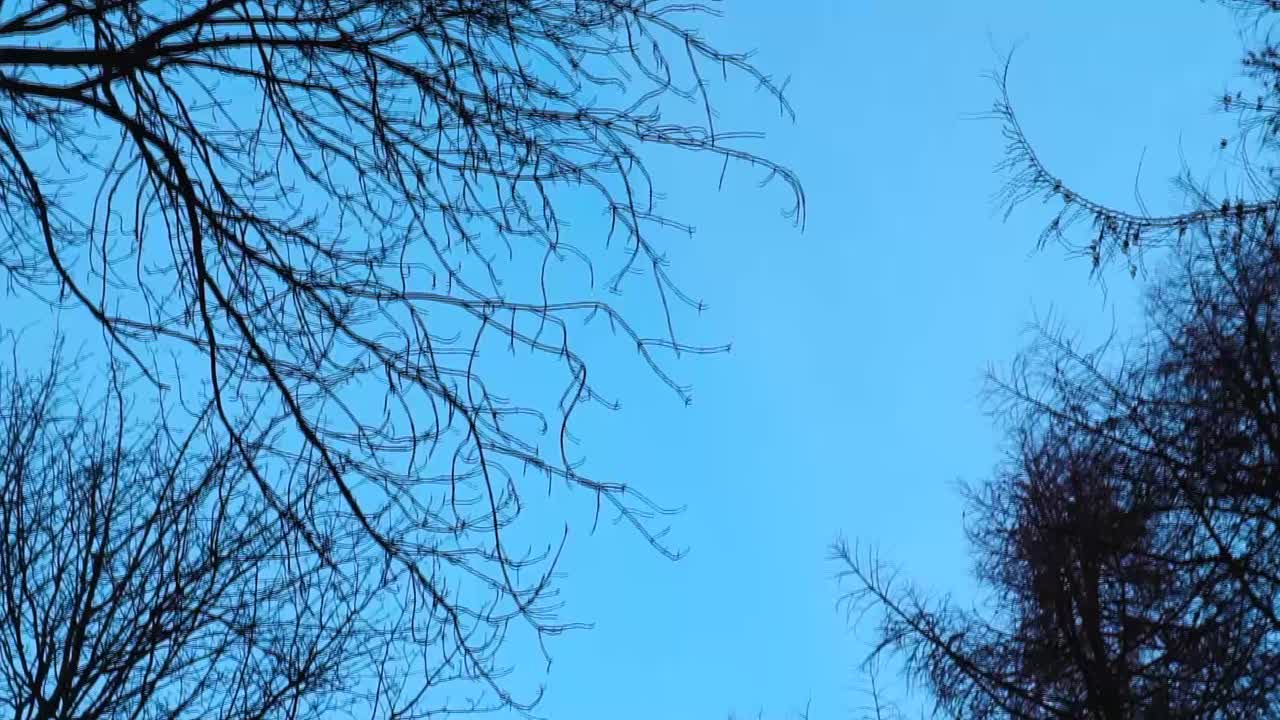 황혼의 나무 아래를 걷다