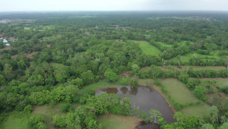 Vista-Del-Pantano-En-Humedales,-República-Dominicana