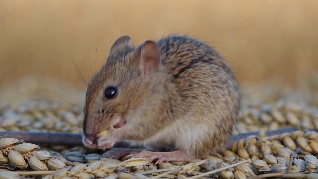 Close-up Tikus Kecil Sedang Makan Biji-bijian