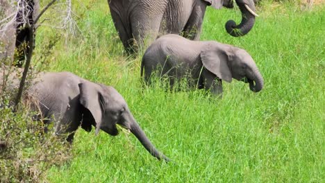 african savanna elephants grazing with calves in natural habitat