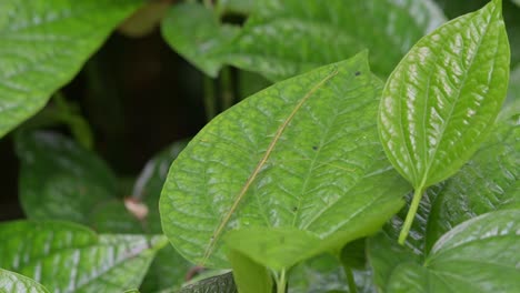 Ein-Zoom-Aus-Diesem-Insekt,-Das-Sich-Sanft-Bewegt,-Während-Das-Blatt-Vom-Wind-Verweht-Wird,-Stabheuschrecke,-Thailand